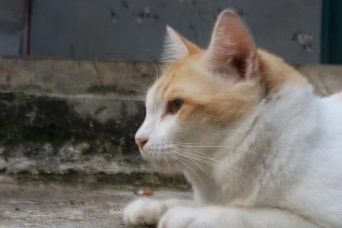 Pensive Cat in Thought Stock Photos