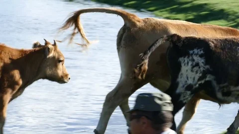 Pensive cows and calves run past a tourist tent. Stock-Footage 82221626