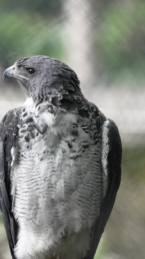 Pensive Crowned Eagle Under Soft Light in Natural Habitat Stock Footage 280713444
