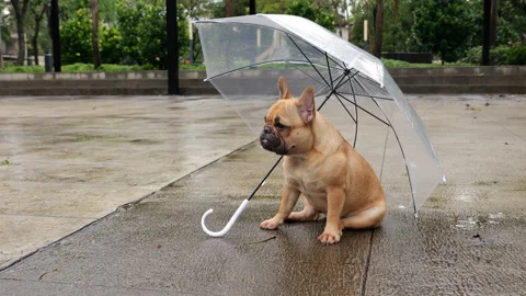 Pensive dog sitting on paved square under umbrella in after light rain Stock Footage 313328207