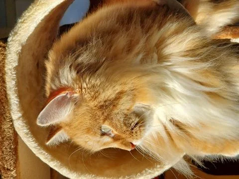 Pensive Ginger Cat Foto stock