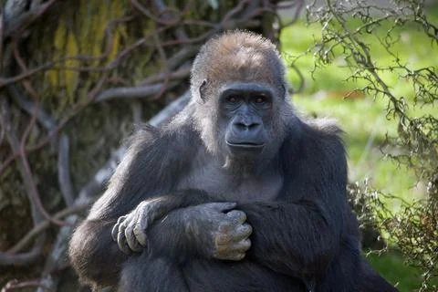 Pensive Gorilla Stock Photos