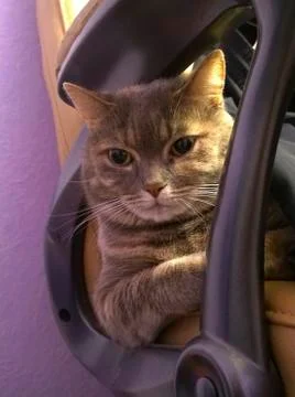 Pensive gray cat Stock Photos