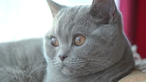 Pensive look cat Stockbeeldmateriaal 45588448