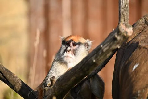 Pensive look of a monkey while resting Stock Photos