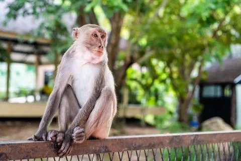 Pensive monkey sits on a tree branch In nature Stock Photos