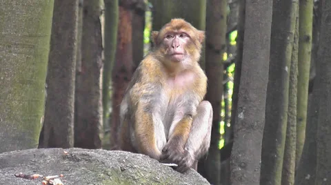 Pensive Monkey In The Woods Stock Footage 31802373