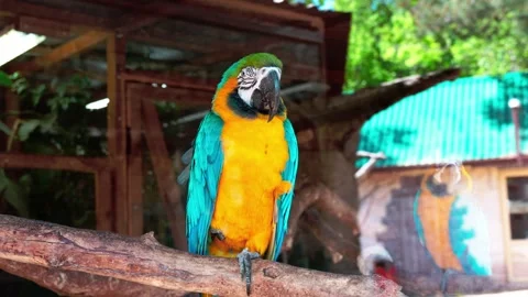 Pensive parrot Stock Footage 266390172