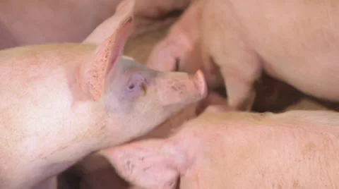 Pensive pig Video stock 36411468