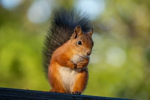 Pensive red squirrel with paws folded on a railing Stock Photos