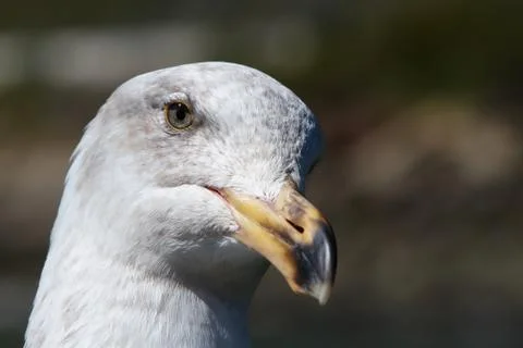Pensive seagull face Stock Photos