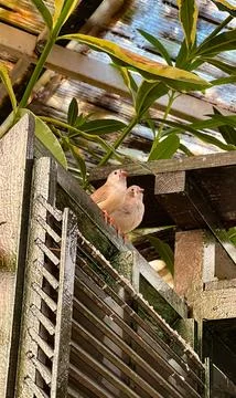 Pensive Sparrows Perching Stock Photos