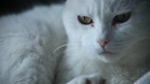 Pensive White Cat Stockbeeldmateriaal 62547800