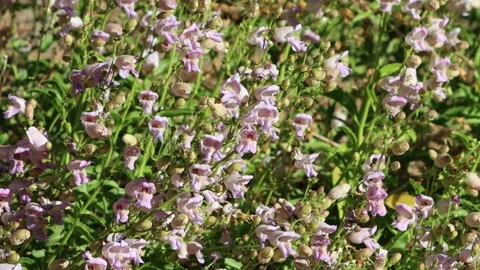 PENSTEMON GRINNELLII DISPLAY Stock Footage 210020734