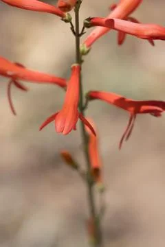 PENSTEMON LABROSUS BLOOM Stock Photos