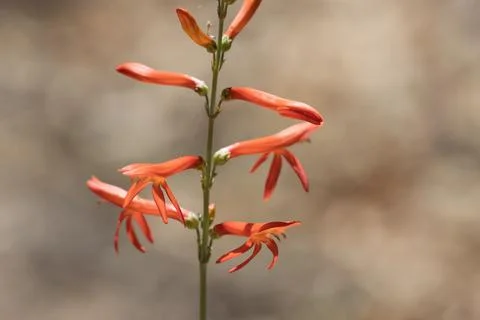 PENSTEMON LABROSUS BLOOM Stock Photos