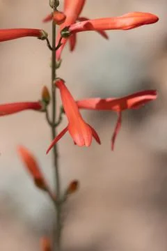 PENSTEMON LABROSUS BLOOM Stock Photos