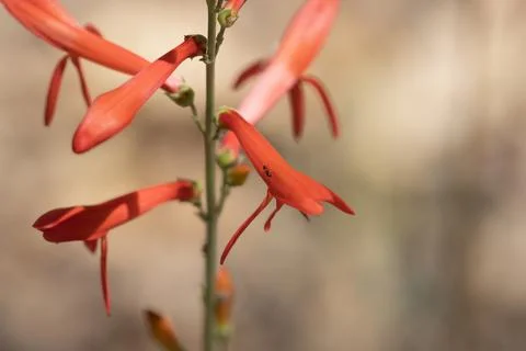 PENSTEMON LABROSUS BLOOM Stock Photos