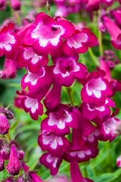 Penstemon 'Marilyn' Photos