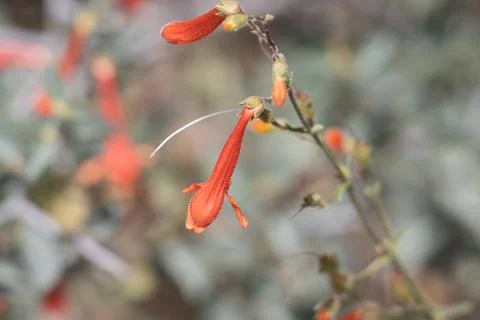 PENSTEMON ROSTRIFLORUS BLOOM Stock Photos