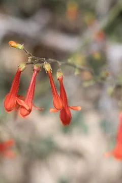 PENSTEMON ROSTRIFLORUS BLOOM Stock Photos