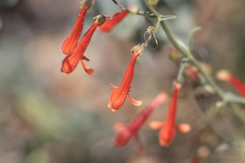 PENSTEMON ROSTRIFLORUS BLOOM Stock Photos