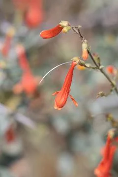 PENSTEMON ROSTRIFLORUS BLOOM Stock Photos