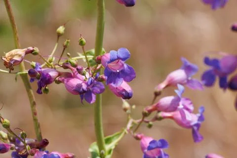 PENSTEMON SPECTABILIS BLOOM Stock Photos