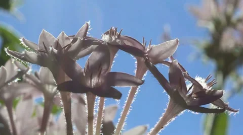 Penta Flowers Macro Vidéo 32327892