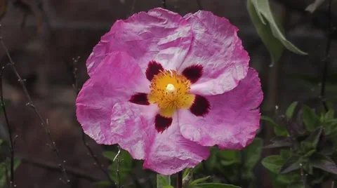 Pentagon Flower Geometry Stock-Footage 53326365