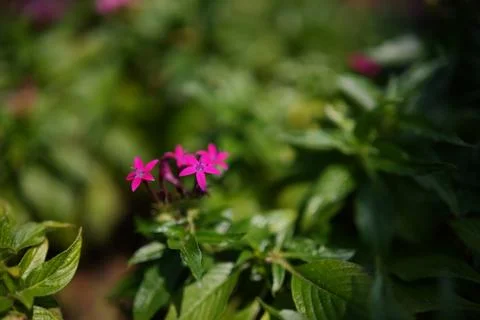 The pentas are in full bloom Foto stock
