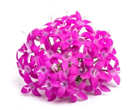 Pentas flowers Stock Photos