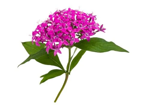 Pentas flowers Stock Photos