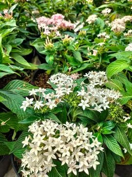 Pentas lanceolata Stock Photos