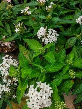Pentas lanceolata Stock Photos
