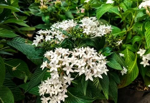 Pentas lanceolata Stock Photos