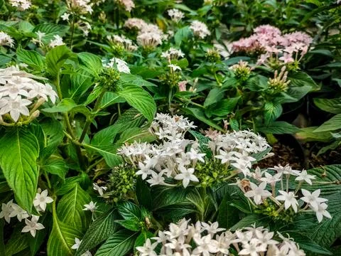 Pentas lanceolata Stock Photos