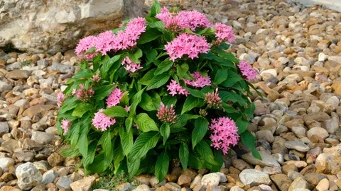 Pentas Lucky Star Video stock 108704090