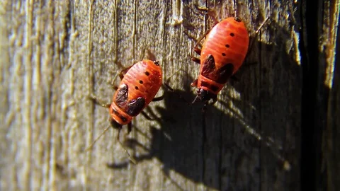 Pentatomidae Beetle, Spilostethus Pandurus Stock Footage 80477210