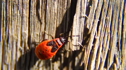 Pentatomidae Beetle, Spilostethus Pandurus Stock Footage 80477211