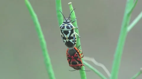 Pentatomidae beetle, two soldier striped, spilostethus Pandurus, 4k Stock Footage 53325226