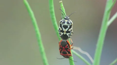 Pentatomidae beetle, two soldier striped, spilostethus Pandurus, 4k Stock Footage 53325239