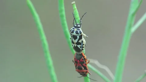 Pentatomidae beetle, two soldier striped, spilostethus Pandurus, 4k Stock Footage 53325275