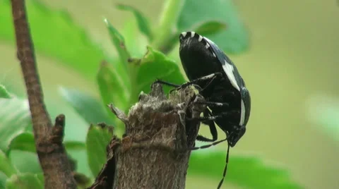 Pentatomidae Bug insect macro Stock Footage 38783129