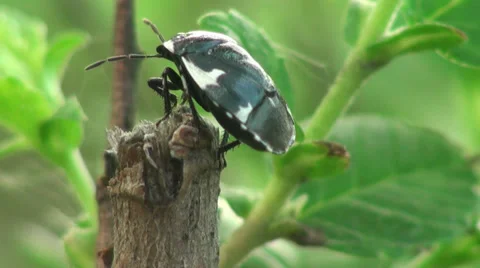 Pentatomidae Bug insect macro Stock Footage 38783834