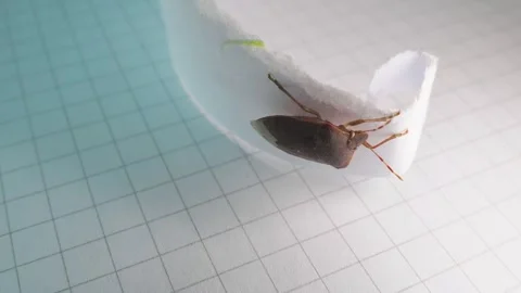Pentatomidae Bug resting on white piece of paper, close up shot. Stock Footage 268268474