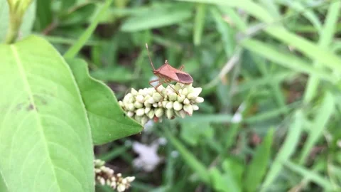 Pentatomidae, shield bugs, stink bugs Video stock 234886461