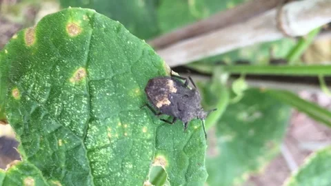 Pentatomidae, shield bugs, stink bugs Video stock 234886844