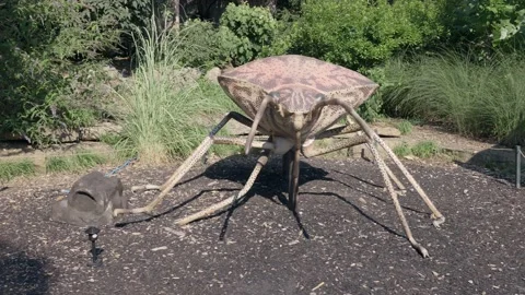 Pentatomidae stink bug oversized model at zoo Stock Footage 228318396