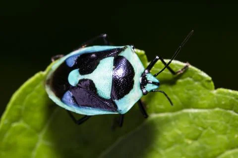 Pentatomiodea Foto stock